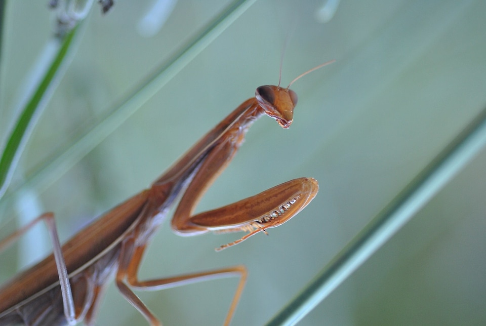 Insect green prayers