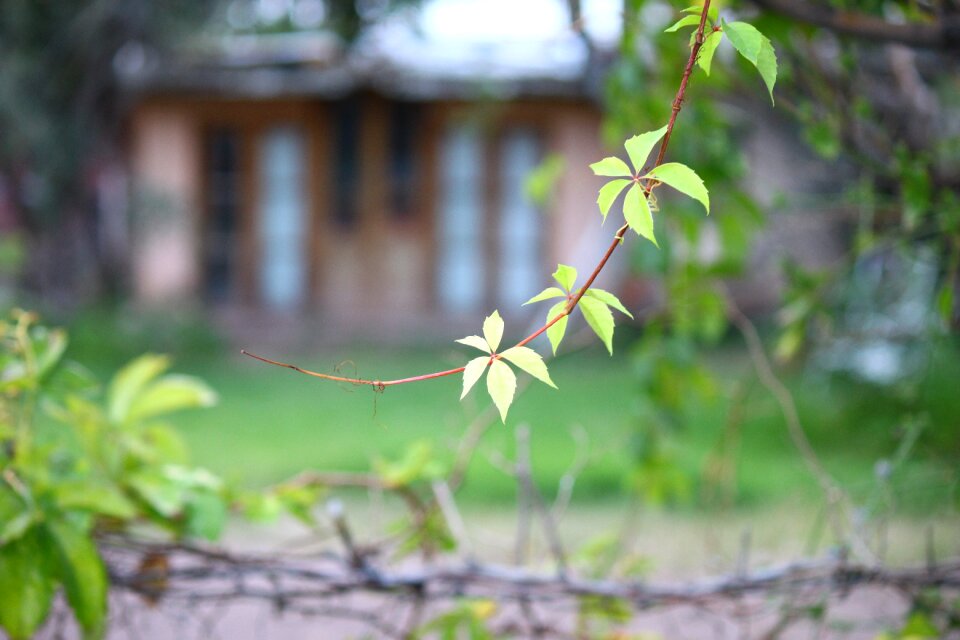 Green leaves garden