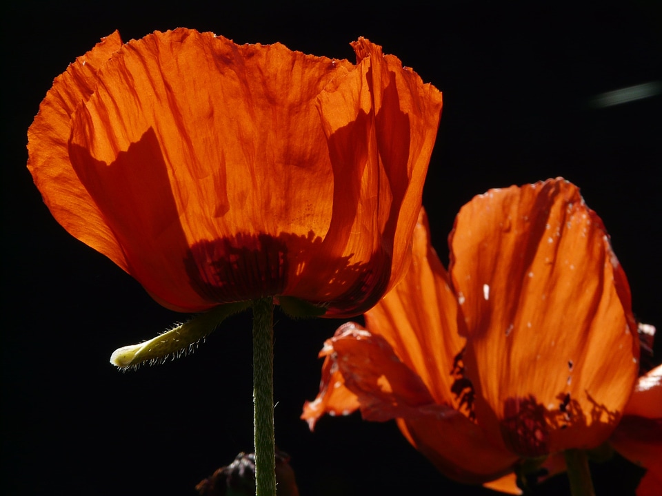 Bloom flower backlighting