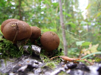 Mushroom rot tree
