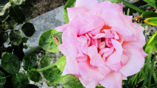 Gardening cheerful colorful