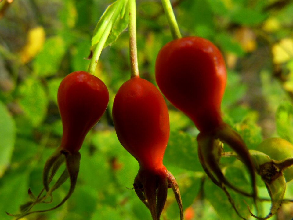 Hip wild brier dog rose