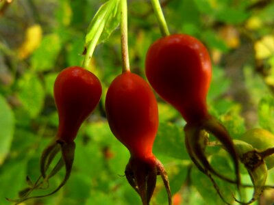 Hip wild brier dog rose