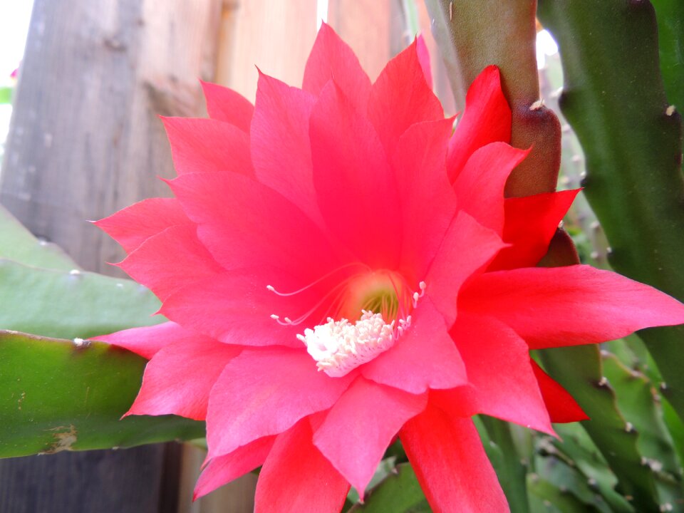 Nature plant red