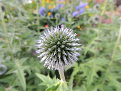 Wild plants plant purple photo