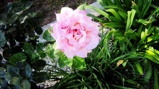 Flowers pink green