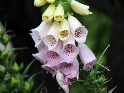 Bloom flowers poisonous plant photo