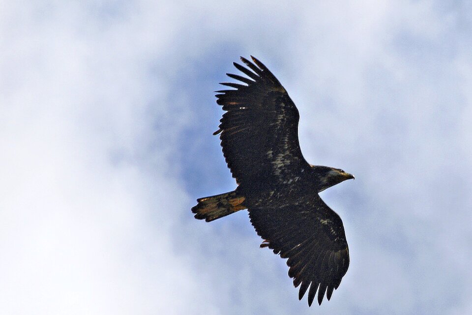 Animal bird nature