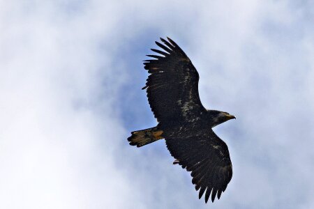 Animal bird nature