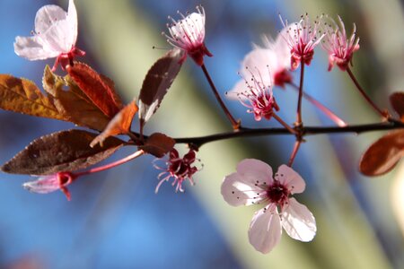 Cherry blossom plant purple