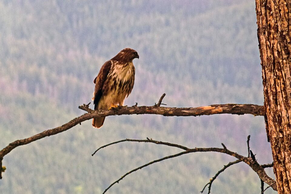 Raptor wild life nature