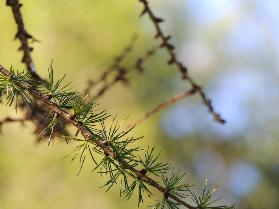 Pine needles tannenzweig wood