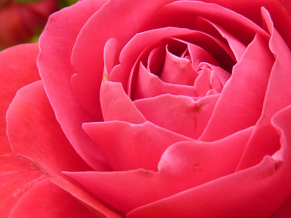 Flower red beautiful
