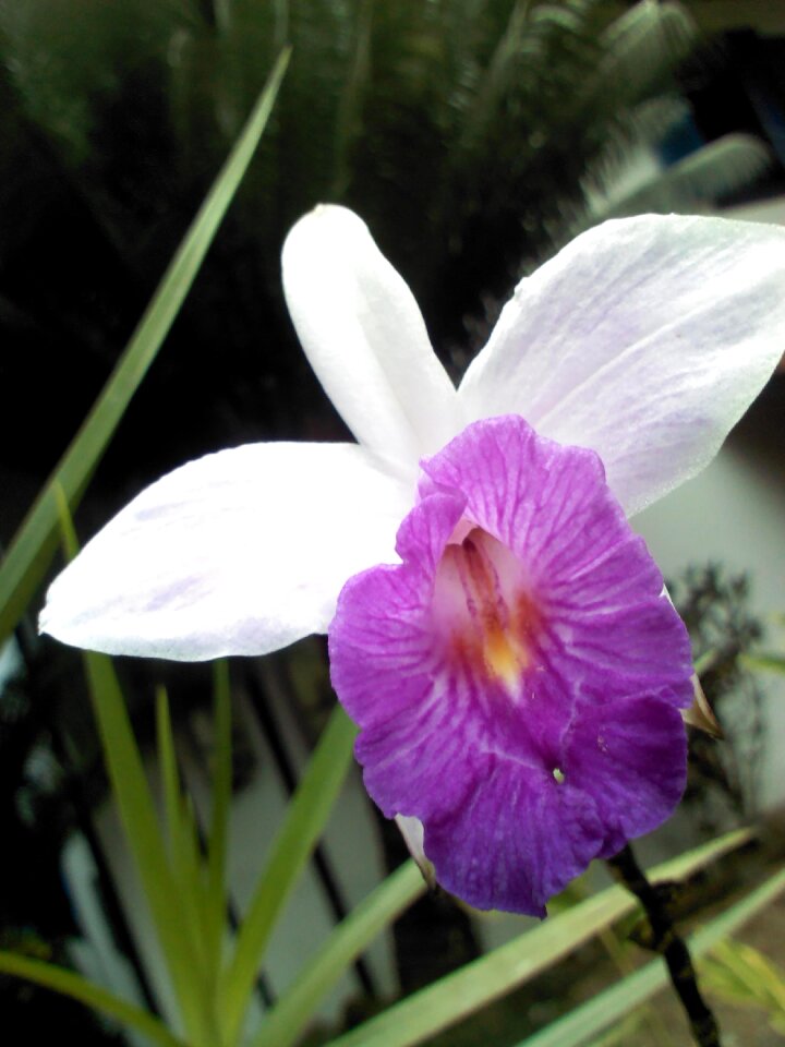 Forest mata atlantica flora