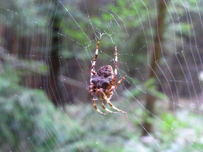 Web animal forest