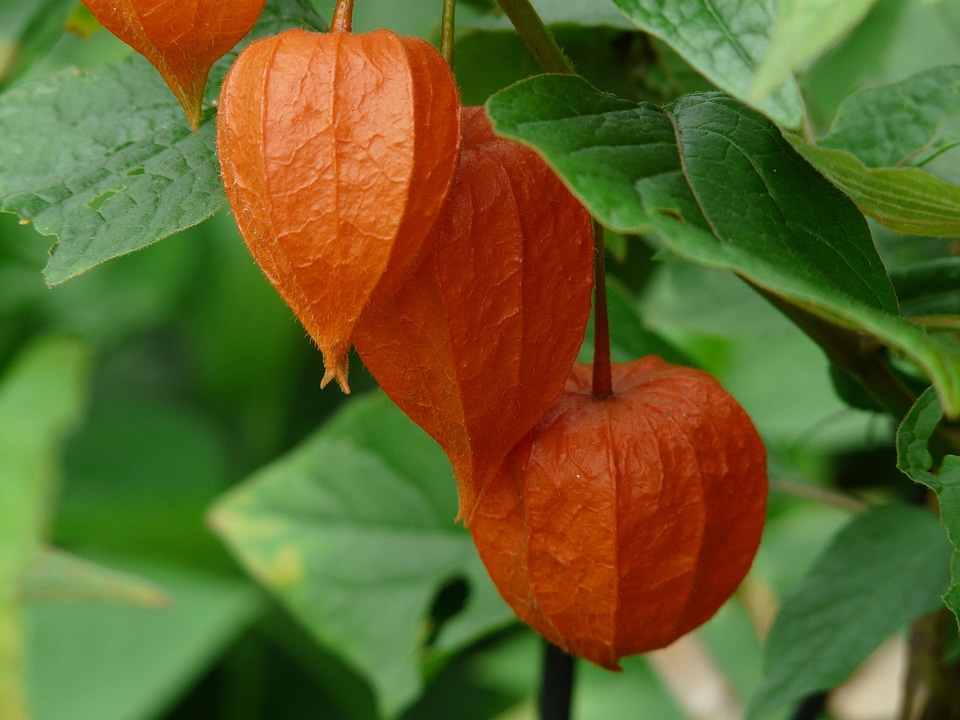 Bladder cherry physalis nachtschattengewächs