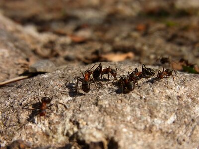 Red wood ant formica rufa forest photo