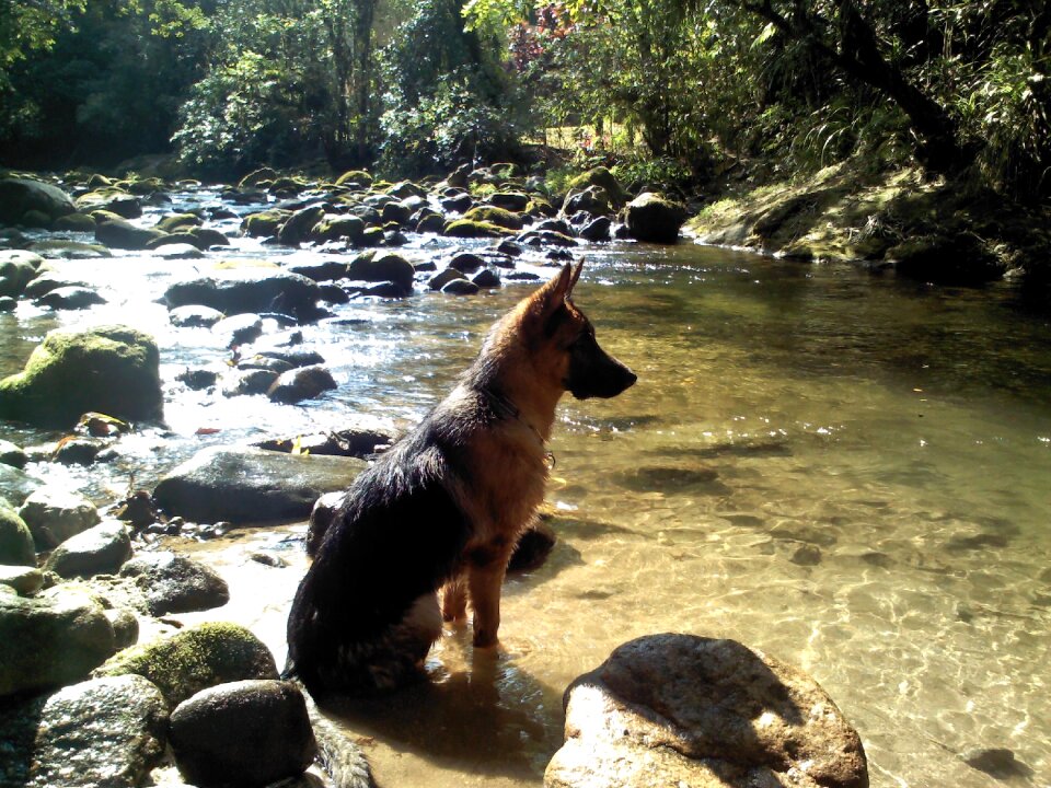 Dog water rio