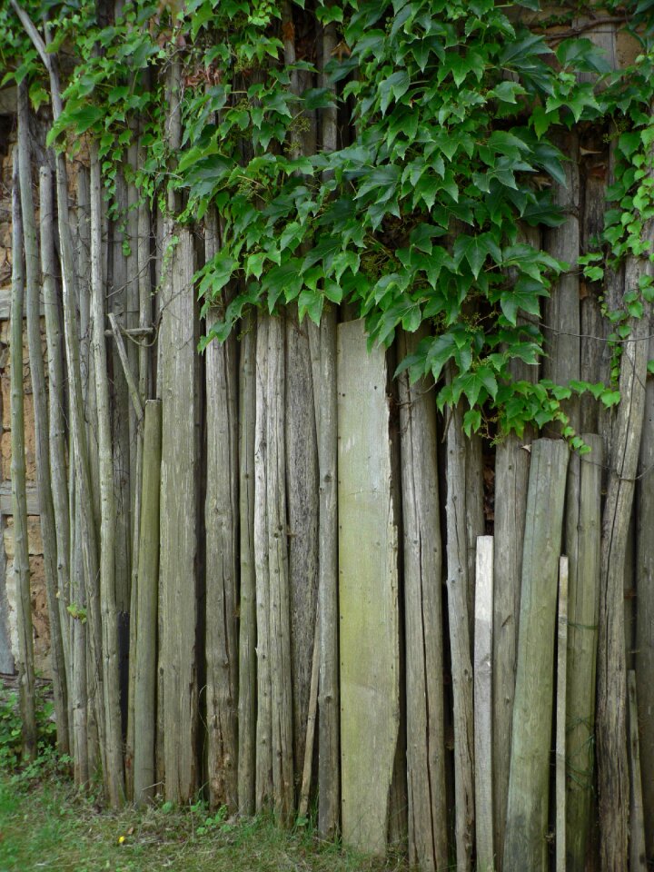 Wine partner garden still life
