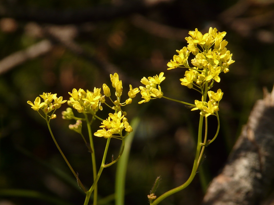 Flower alpine plant blossom