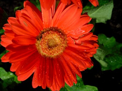 Red summer spring