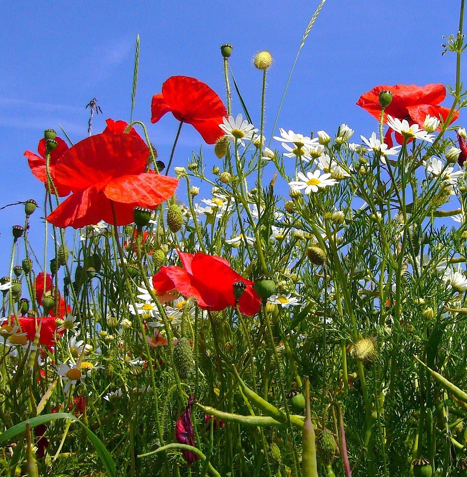 Red poppy flower plant