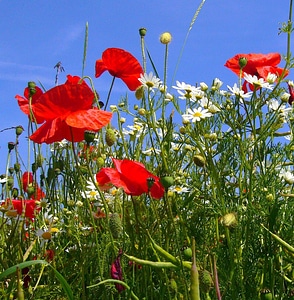 Red poppy flower plant photo