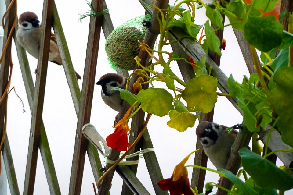Balcony garden nature