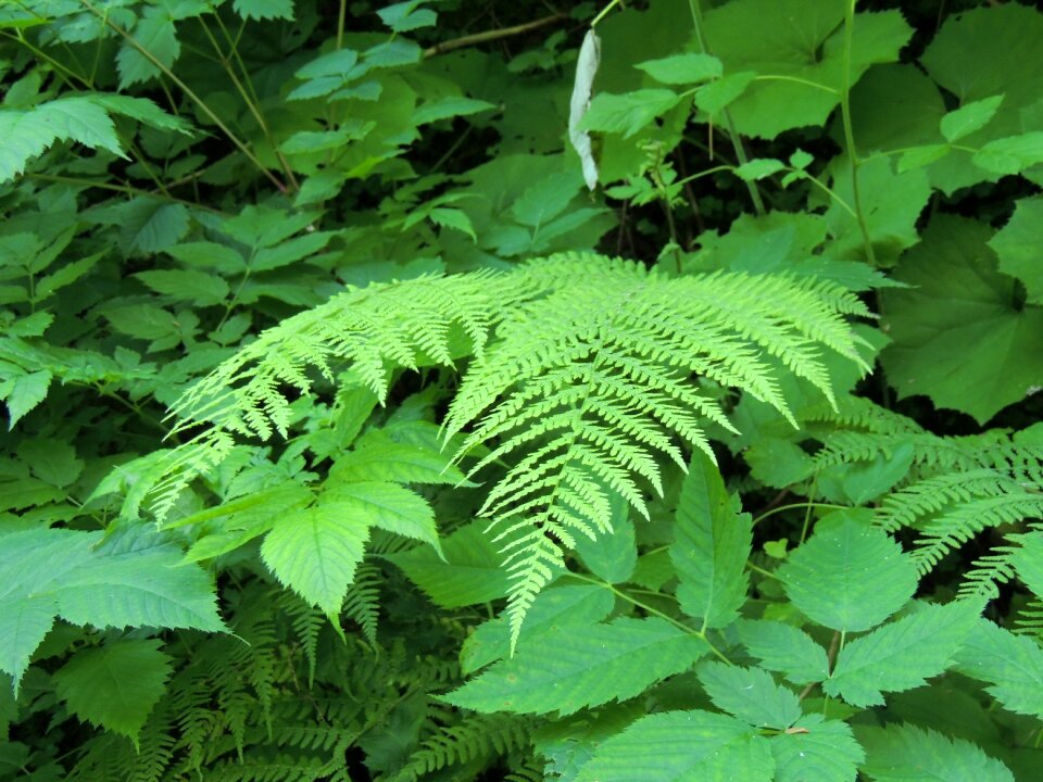 Green forest leaves