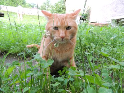 Cat animal grass
