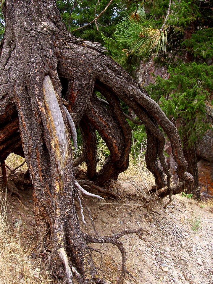 Dry pine pine needles