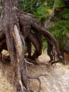 Dry pine pine needles