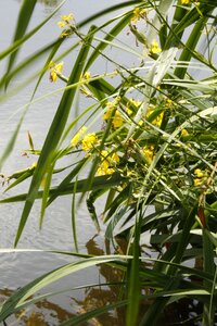 River foliage flowers