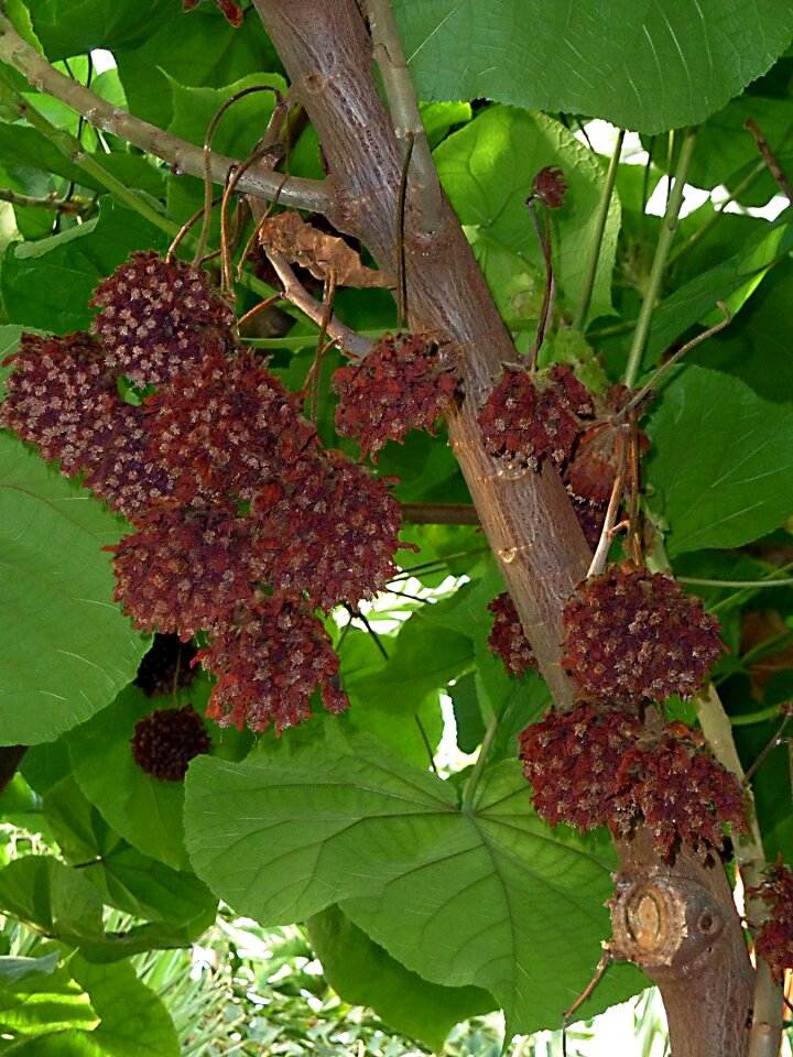Tropical nature plant