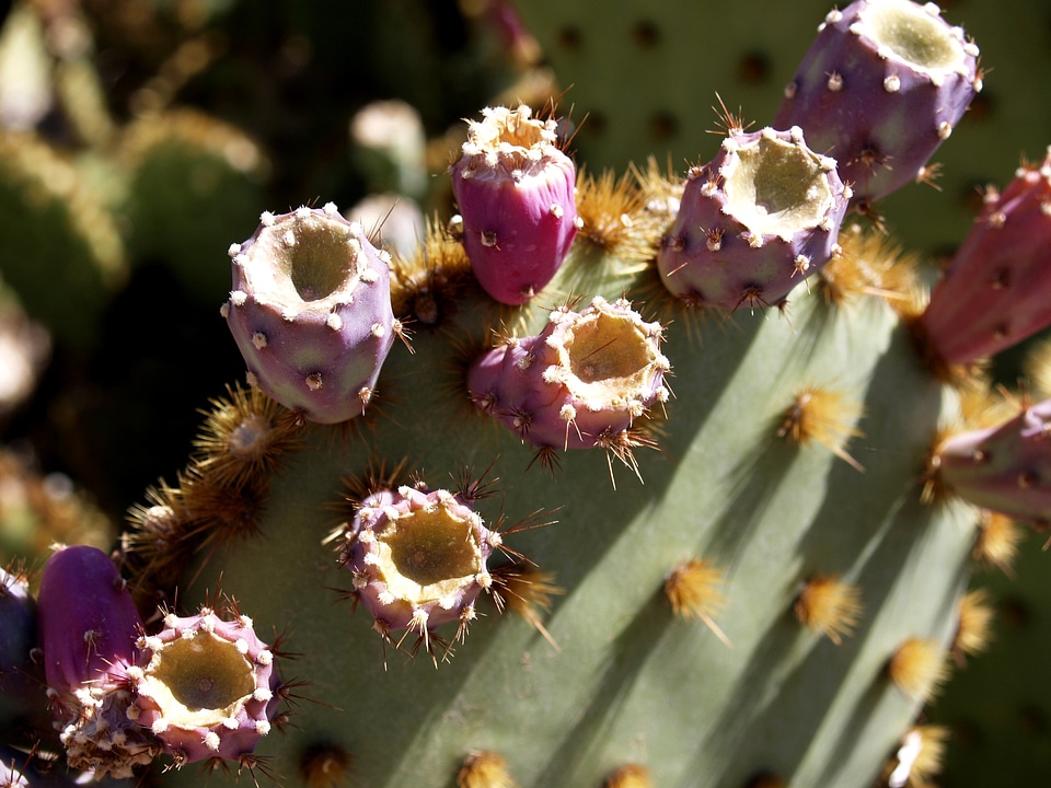 Bloom desert plant