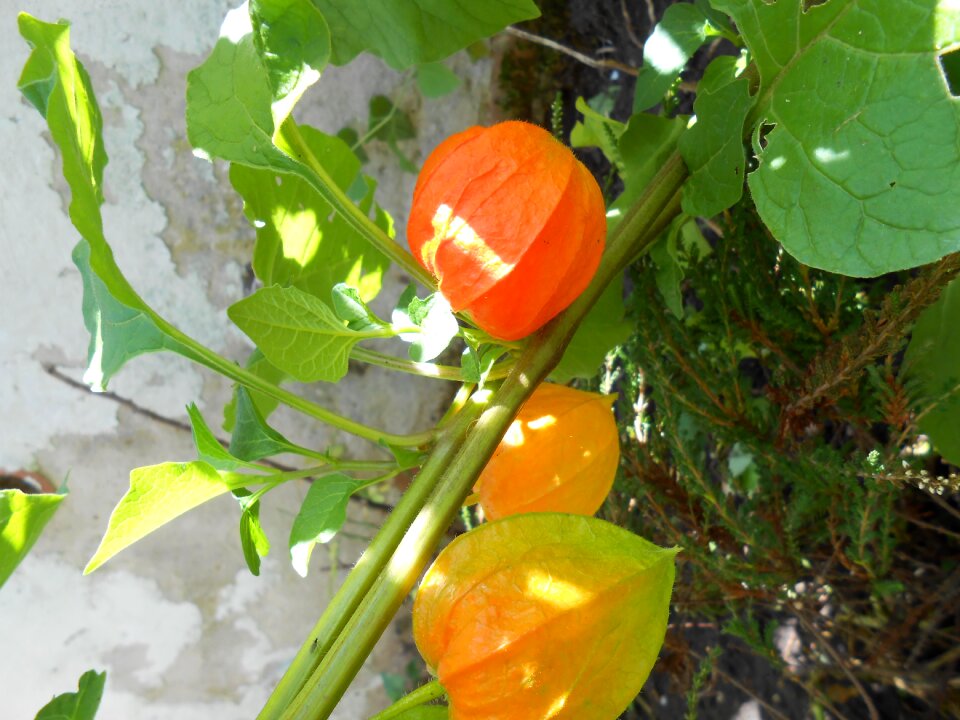 Sepals orange flora
