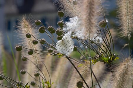 Plant faded ornamental grasses