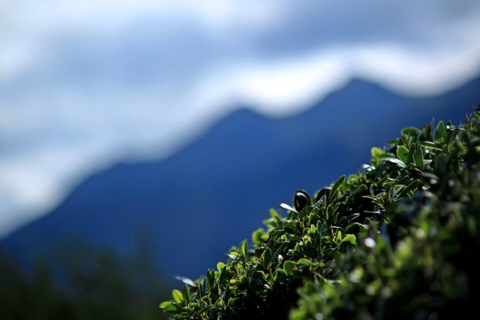 Leaf green landscape