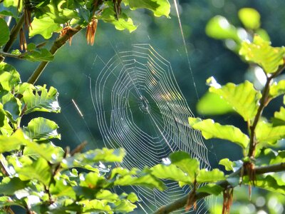 Orb web animal nature