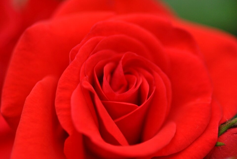 Rosa velvet flowers