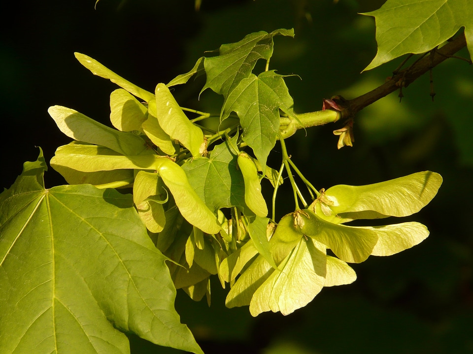 Green norway maple acer platanoides photo