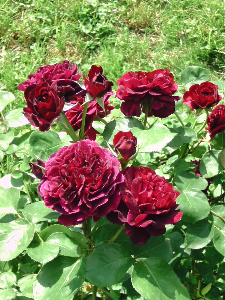English purple rose bush