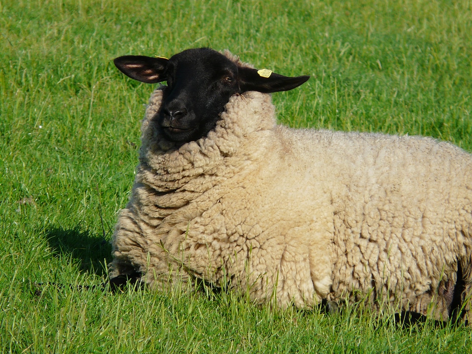 To watch happy wool