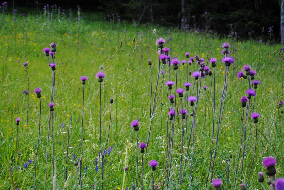 Mountains wildflowers purple