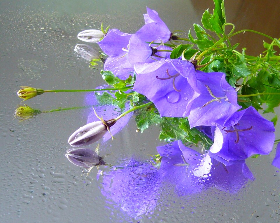 Color floral macro