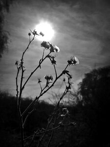 Sun backlight nature