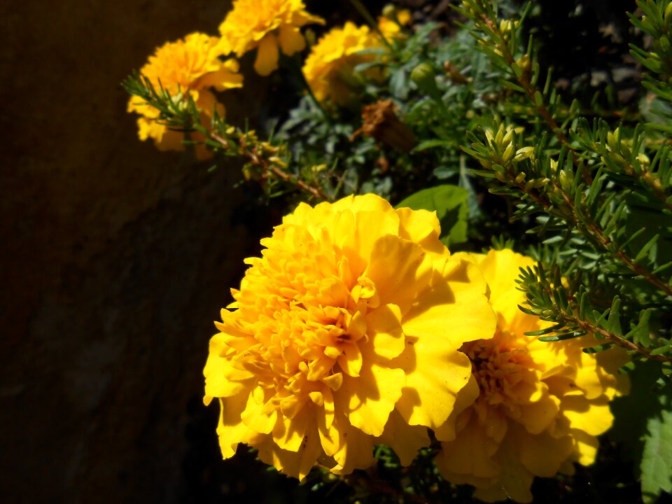 Blossom bloom summer