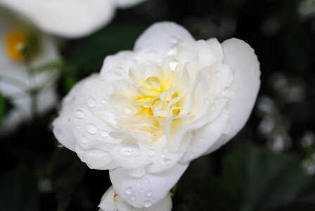 Dripping nature flora