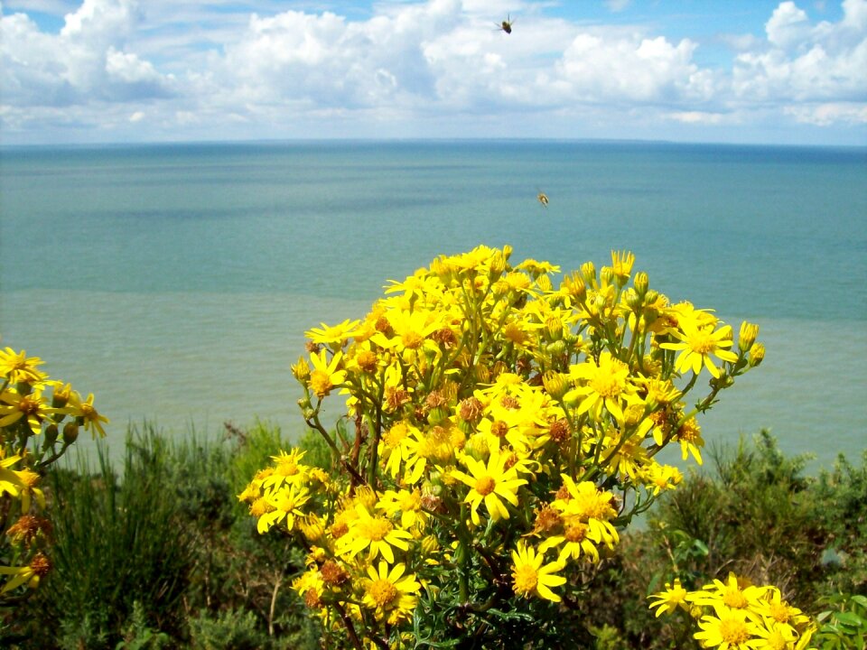 Flora fauna landscape