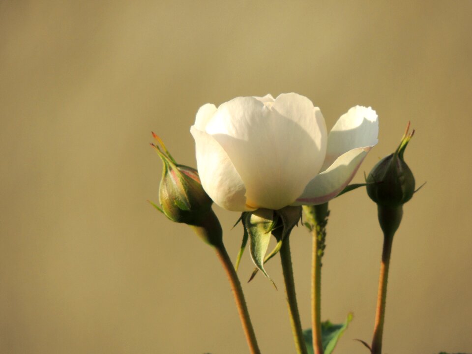 Bloom bud flower